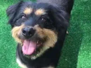 Cachorro raça Mix de Bernse idade 6 ou mais anos nome Pelúcio