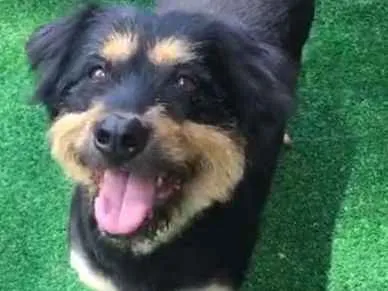 Cachorro ra a Mix de Bernse idade 6 ou mais anos nome Pelúcio