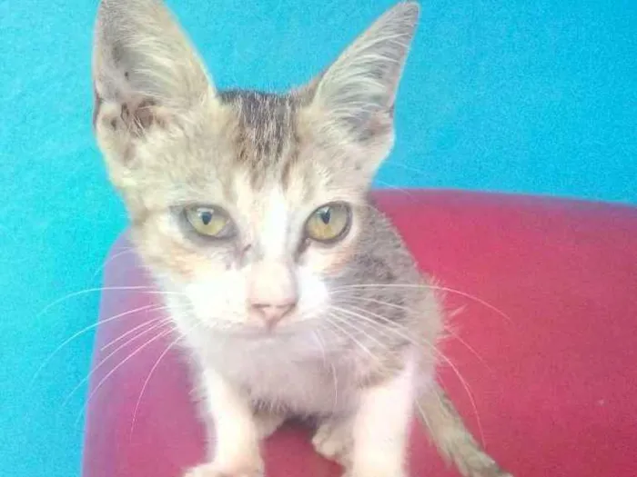 Gato ra a  idade Abaixo de 2 meses nome Charlotte