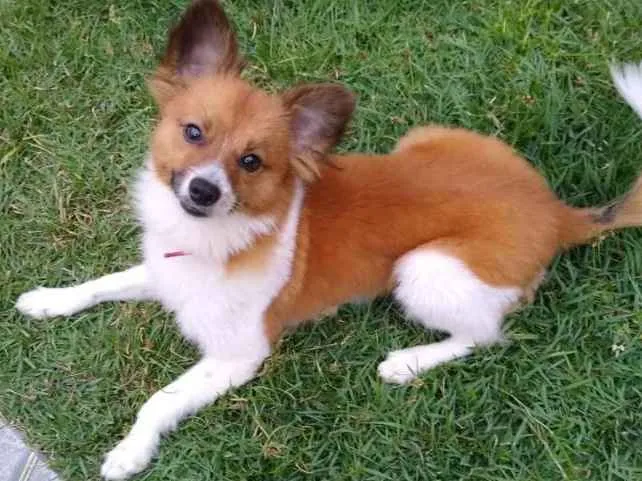 Cachorro ra a  idade  nome Flip