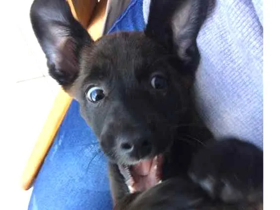 Cachorro ra a Vira lata  idade 7 a 11 meses nome Gilda