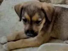 Cachorro raça SRD idade Abaixo de 2 meses nome Meninas