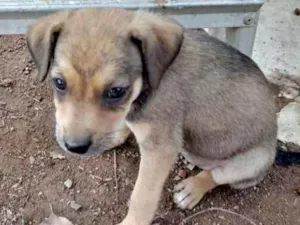 Cachorro raça SRD idade Abaixo de 2 meses nome Meninas