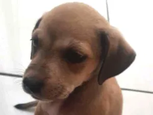 Cachorro raça Não definida idade 2 a 6 meses nome Lua