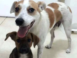 Cachorro raça SRD idade 1 ano nome Sem Nome 