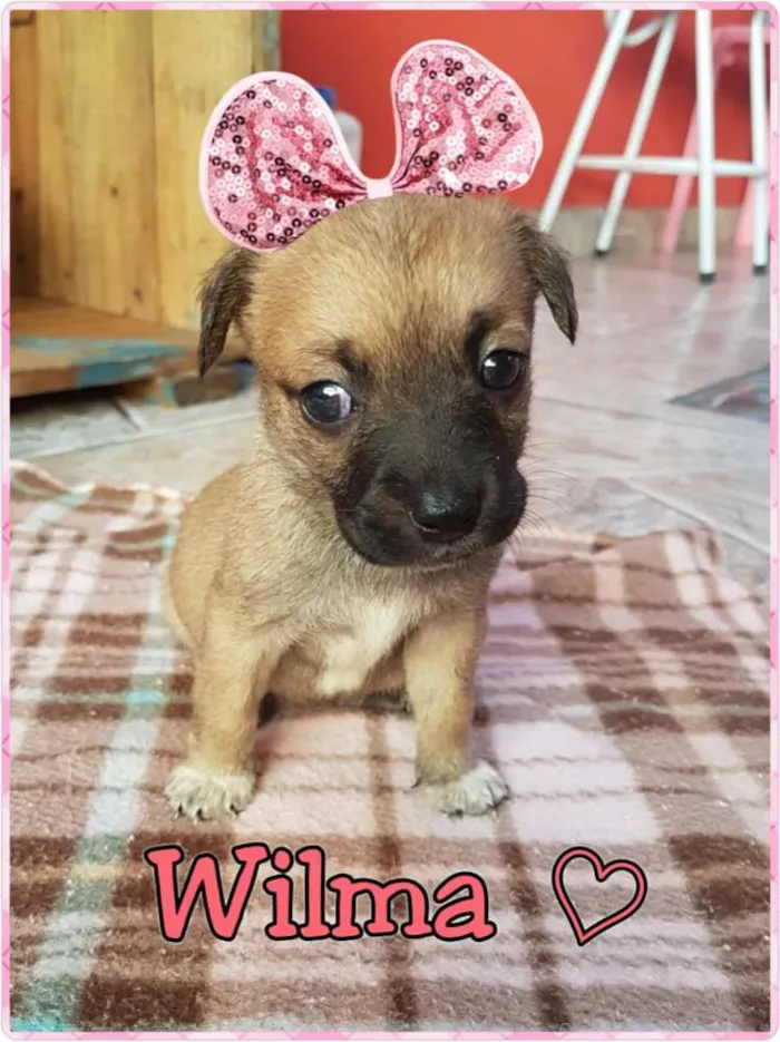 Cachorro ra a srd idade 2 a 6 meses nome Wilma/Jude e Barnei