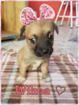 Wilma/Jude e Barnei
