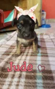 Wilma/Jude e Barnei