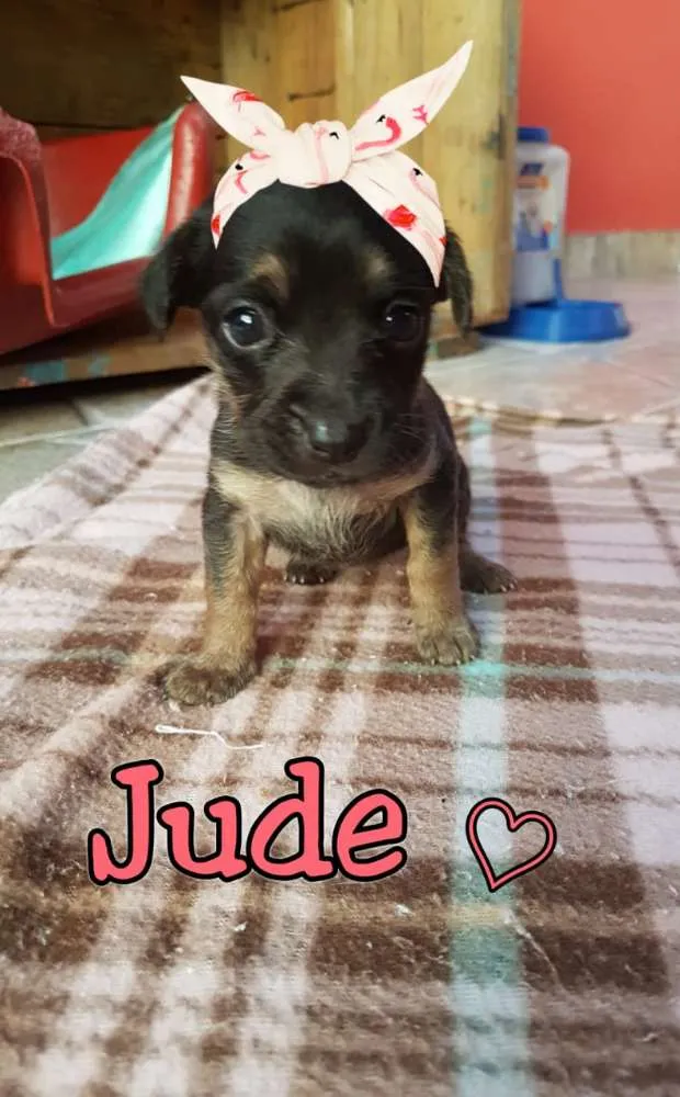 Cachorro ra a srd idade 2 a 6 meses nome Wilma/Jude e Barnei
