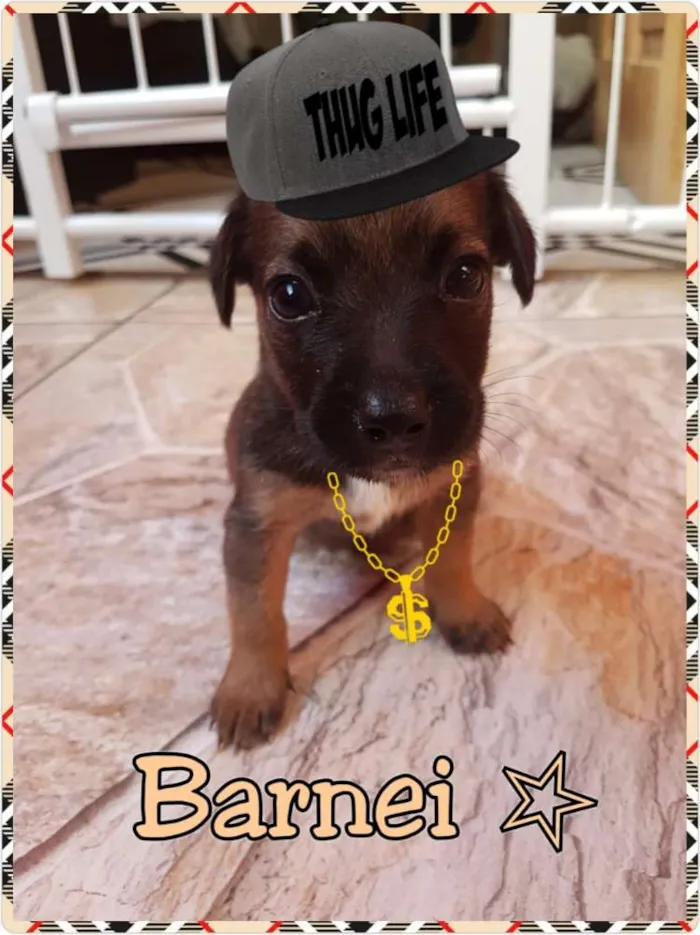 Cachorro ra a srd idade 2 a 6 meses nome Wilma/Jude e Barnei