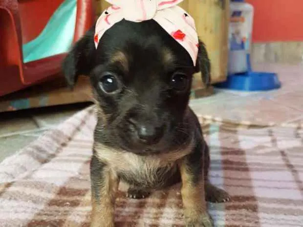 Cachorro ra a srd idade 2 a 6 meses nome Wilma/Jude e Barnei