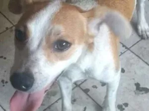 Cachorro raça SRD idade 2 a 6 meses nome Sem Nome