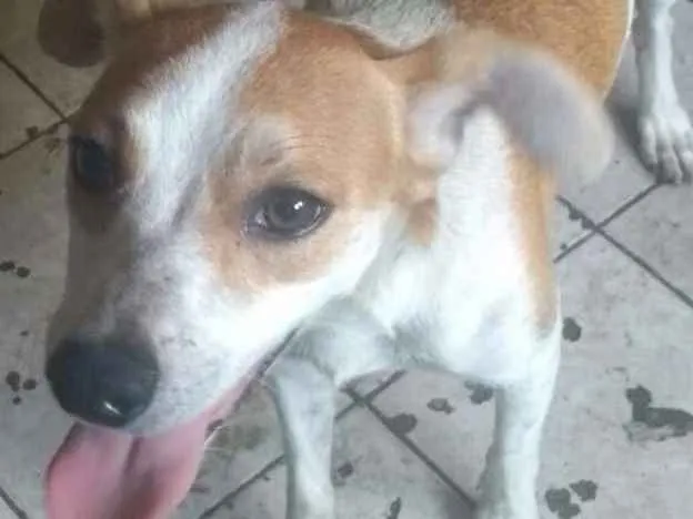 Cachorro ra a SRD idade 2 a 6 meses nome Sem Nome