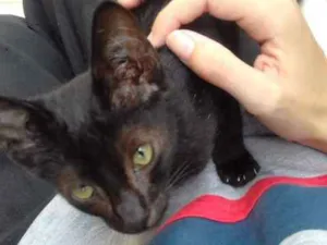 Gato raça  idade 2 a 6 meses nome Negresco