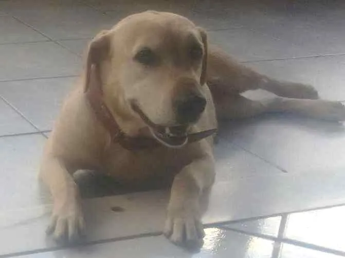 Cachorro ra a Labradora idade 2 anos nome Lady