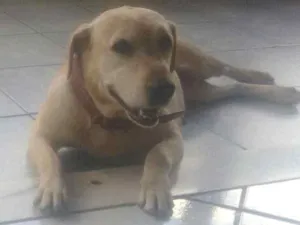 Cachorro raça Labradora idade 2 anos nome Lady