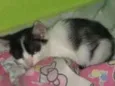 Não teriam nome aind