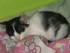 Gato ra a Vira lata idade Abaixo de 2 meses nome Não teriam nome aind