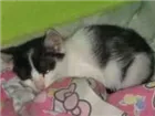 Gato raça Vira lata idade Abaixo de 2 meses nome Não teriam nome aind