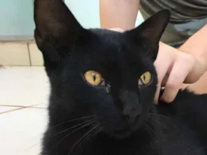 Gato raça ? idade 2 anos nome Banguela