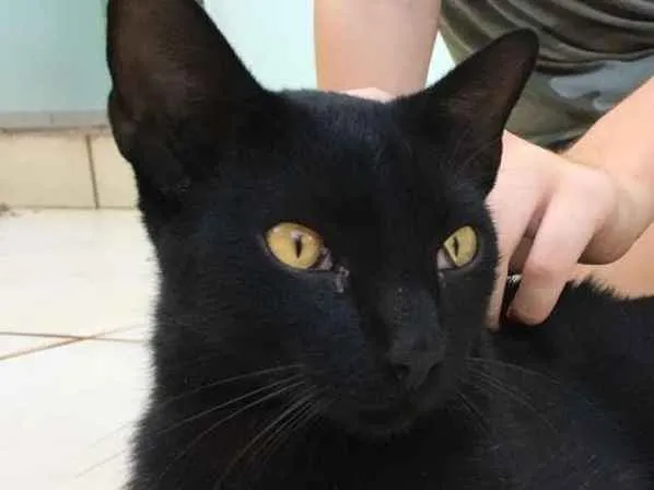 Gato ra a ? idade 2 anos nome Banguela