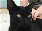 Gato raça ? idade 2 anos nome Banguela