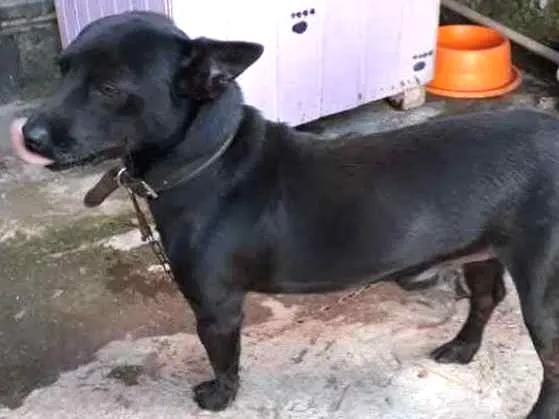 Cachorro ra a Pinscher com Fox Terrier idade 2 anos nome Thor