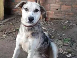 Cachorro raça Srd idade 7 a 11 meses nome Susy