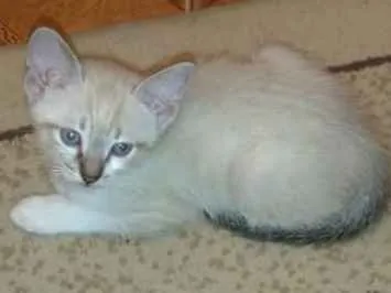 Gato ra a SRD idade 2 a 6 meses nome Não tem