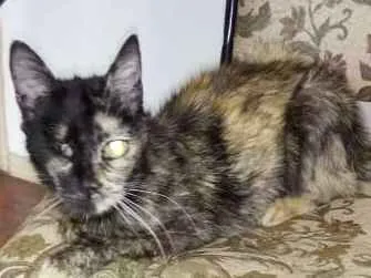 Gato ra a Não sei idade 6 ou mais anos nome Pucuia
