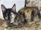 Gato raça Não sei idade 6 ou mais anos nome Pucuia