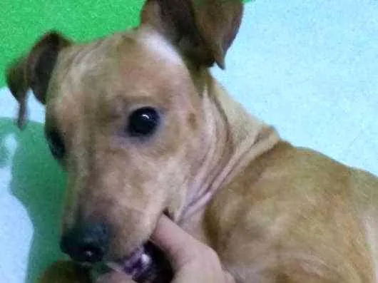 Cachorro raça Pinscher idade 1 ano nome Nick
