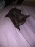 nena, tigra,fofa