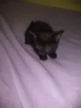nena, tigra,fofa