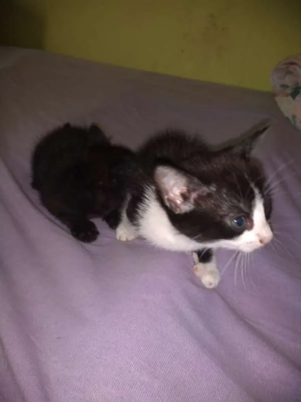 Gato ra a  idade Abaixo de 2 meses nome nena, tigra,fofa