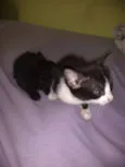 nena, tigra,fofa