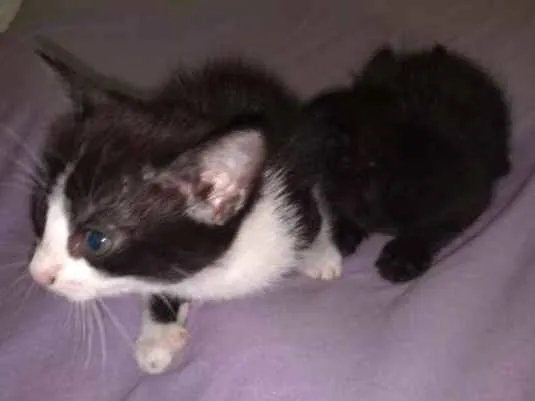 Gato ra a  idade Abaixo de 2 meses nome nena, tigra,fofa