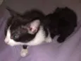 nena, tigra,fofa