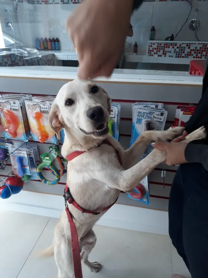 Cachorro ra a Labrador idade 2 anos nome Regis 