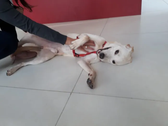 Cachorro ra a Labrador idade 2 anos nome Regis 