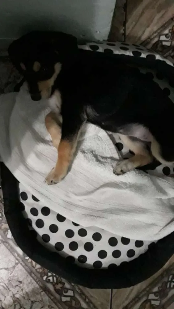 Cachorro ra a Mestiça  labrador idade 2 a 6 meses nome July