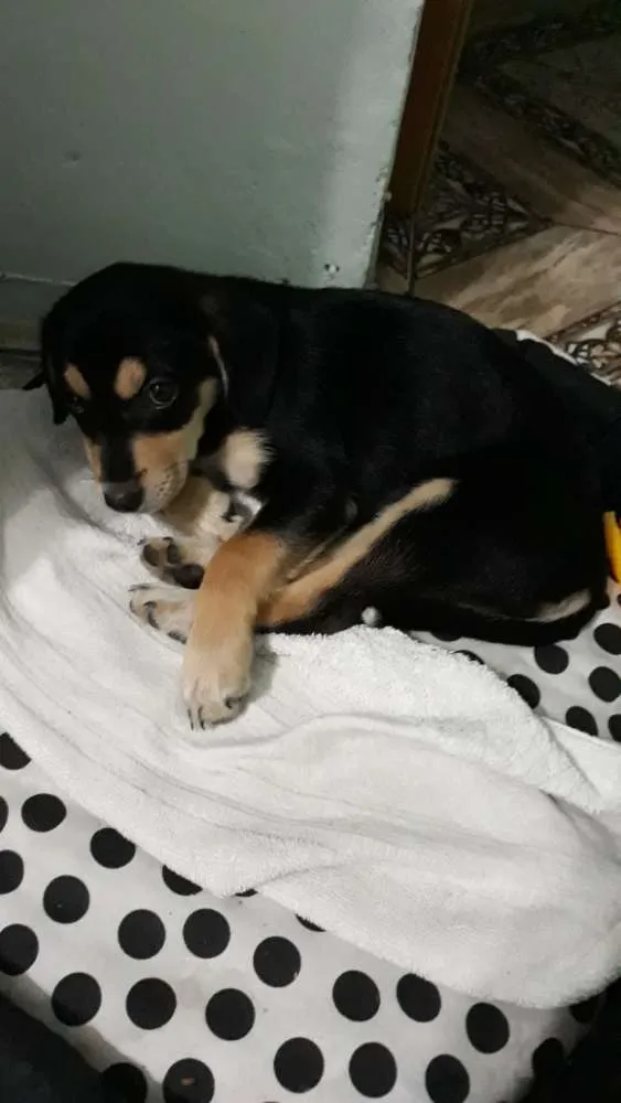 Cachorro ra a Mestiça  labrador idade 2 a 6 meses nome July