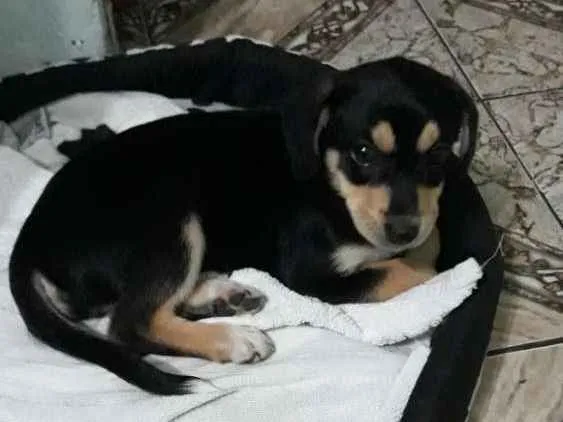 Cachorro ra a Mestiça  labrador idade 2 a 6 meses nome July