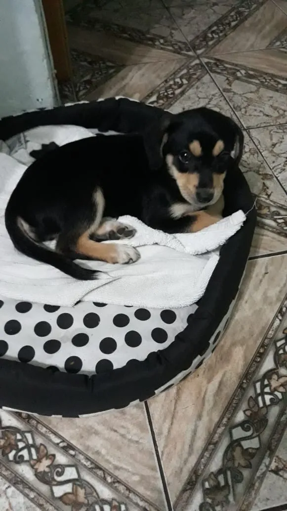 Cachorro ra a Mestiça  labrador idade 2 a 6 meses nome July