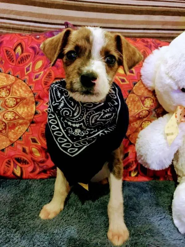 Cachorro ra a sem raça idade 2 a 6 meses nome sem nome