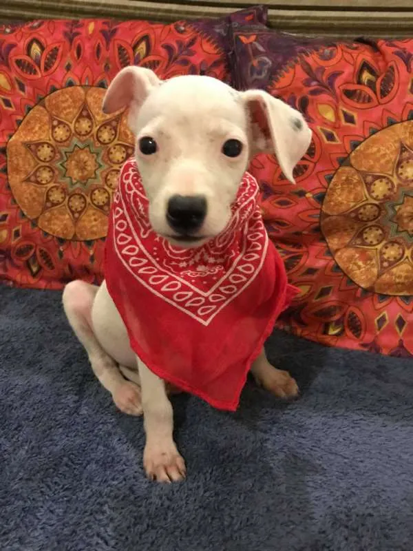 Cachorro ra a sem raça idade 2 a 6 meses nome menina 1