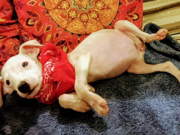 Cachorro ra a sem raça idade 2 a 6 meses nome menina 1
