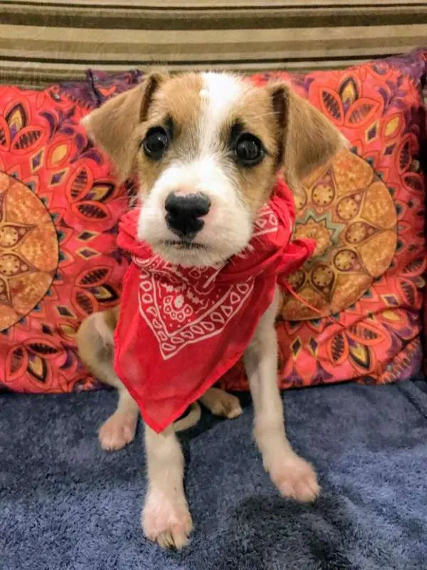 Cachorro ra a sem raça idade 2 a 6 meses nome menina 2