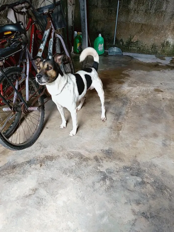 Cachorro ra a Vira lata idade 6 ou mais anos nome Maike