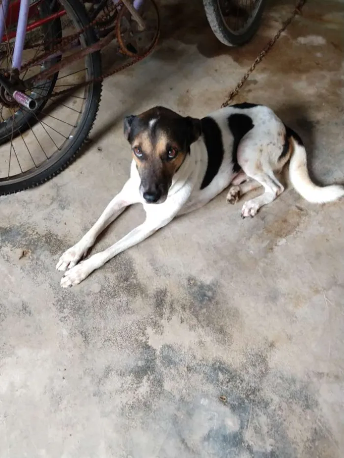Cachorro ra a Vira lata idade 6 ou mais anos nome Maike